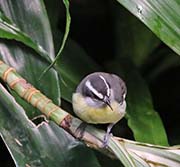 Picture/image of Bananaquit