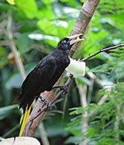 Picture/image of Crested Oropendola