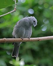 Picture/image of Blue-gray Tanager