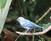 Picture/image of Blue-gray Tanager