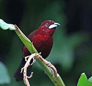 Picture/image of Silver-beaked Tanager