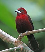 Picture/image of Silver-beaked Tanager
