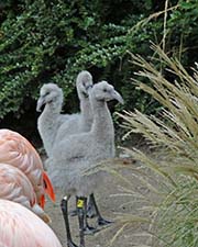 Picture/image of Chilean Flamingo