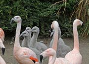 Picture/image of Chilean Flamingo
