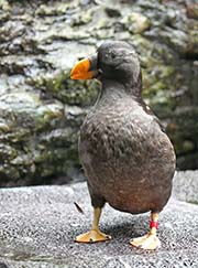 Picture/image of Tufted Puffin
