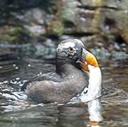 Picture/image of Tufted Puffin