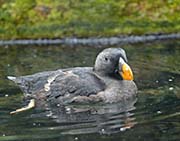 Picture/image of Tufted Puffin