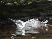 Picture/image of Common Murre