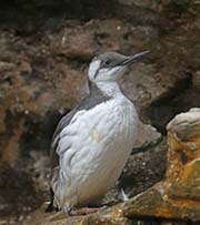 Picture/image of Common Murre