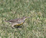 Picture/image of Western Meadowlark