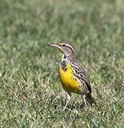 Picture/image of Western Meadowlark