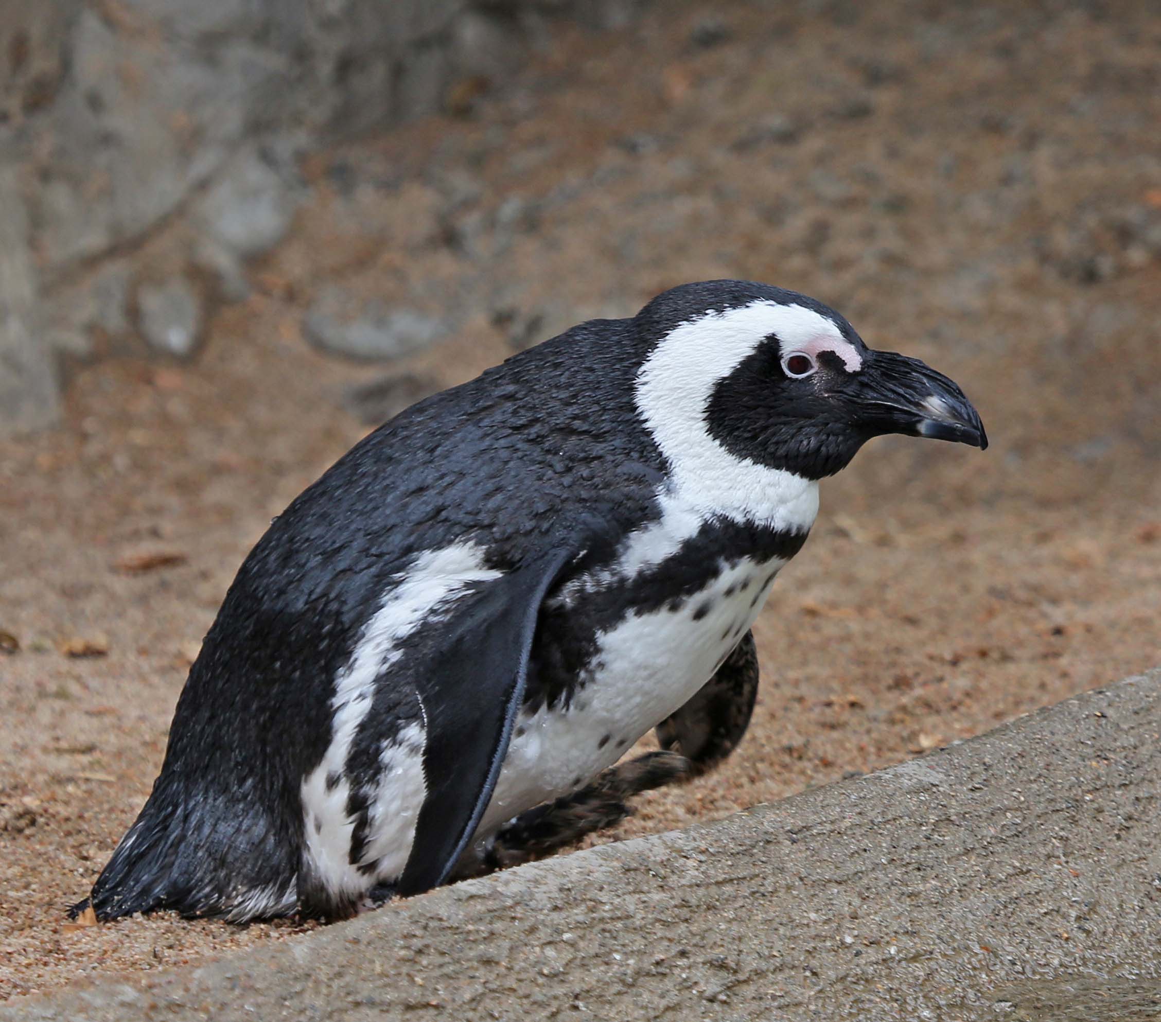 Pictures and information on African Penguin