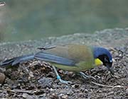 Picture/image of Blue-crowned Laughingthrush