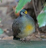 Picture/image of Sulawesi Ground-Dove