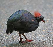 Picture/image of Crested Partridge
