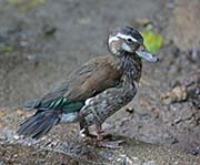 Picture/image of Ringed Teal