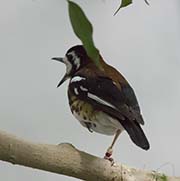 Picture/image of Chestnut-backed Thrush