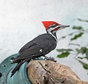 Picture/image of Pileated Woodpecker