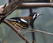 Picture/image of Chestnut-backed Thrush