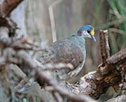 Picture/image of Sulawesi Ground-Dove