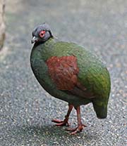 Picture/image of Crested Partridge