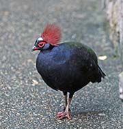 Picture/image of Crested Partridge