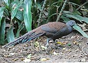 Mountain Peacock-Pheasant