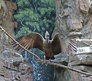 Picture/image of Hamerkop