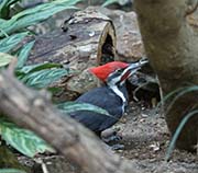 Picture/image of Pileated Woodpecker