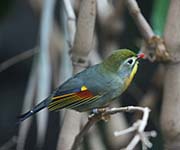 Picture/image of Red-billed Leiothrix