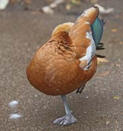 Picture/image of Ruddy Shelduck