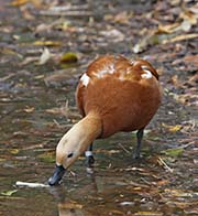 Picture/image of Ruddy Shelduck