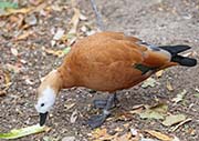 Picture/image of Ruddy Shelduck