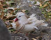 Picture/image of Mandarin Duck