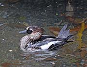 Picture/image of Smew
