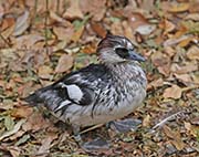 Picture/image of Smew