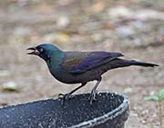 Picture/image of Common Grackle