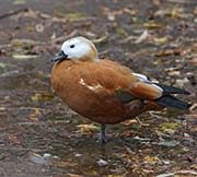Picture/image of Ruddy Shelduck