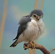 Picture/image of Pygmy Falcon