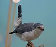 Picture/image of Pygmy Falcon