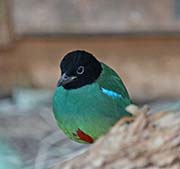 Picture/image of Hooded Pitta