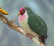 Picture/image of Jambu Fruit-Dove