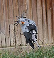 Picture/image of Secretarybird