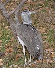 Picture/image of Kori Bustard