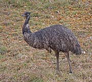 Picture/image of Emu