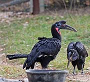 Picture/image of Northern Ground-hornbill