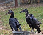 Picture/image of Northern Ground-hornbill