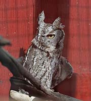 Picture/image of Eastern Screech Owl