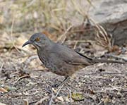 Picture/image of Curve-billed Thrasher