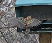 Picture/image of Red-winged Blackbird
